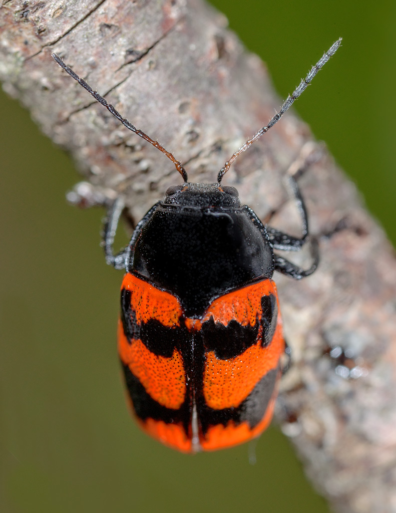 Id di questo scarabeo ?